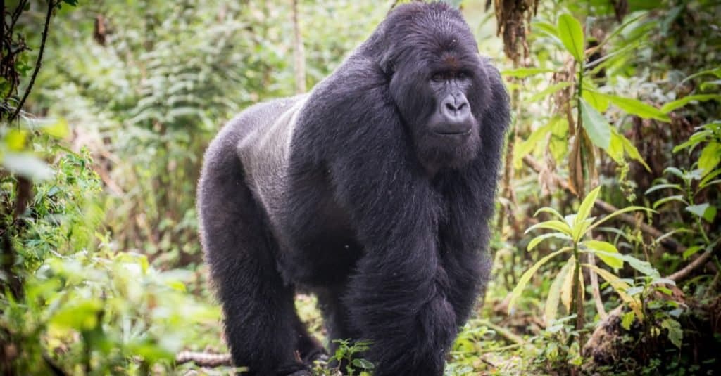 Un maschio di gorilla di montagna Silverback nel Parco Nazionale dei Vulcani, Ruanda