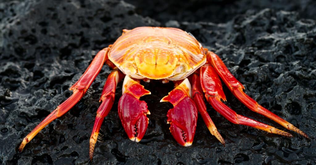 Granchio di roccia rossa nelle Galapagos