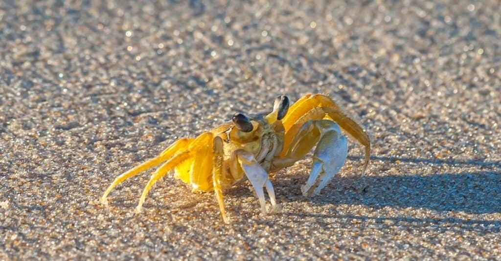 Primo piano del granchio fantasma giallo in Brasile durante il giorno al sole.