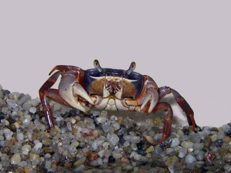 granchio - Decapoda, - piccolo granchio nella sabbia