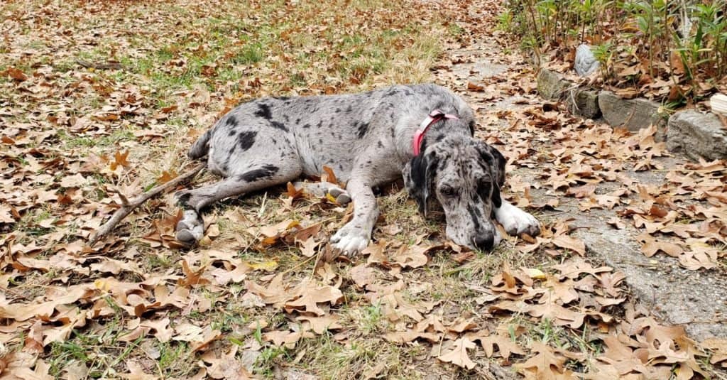 Un giovane merle Great Danoodle cane rilassante in autunno lascia godersi la vita all'aperto