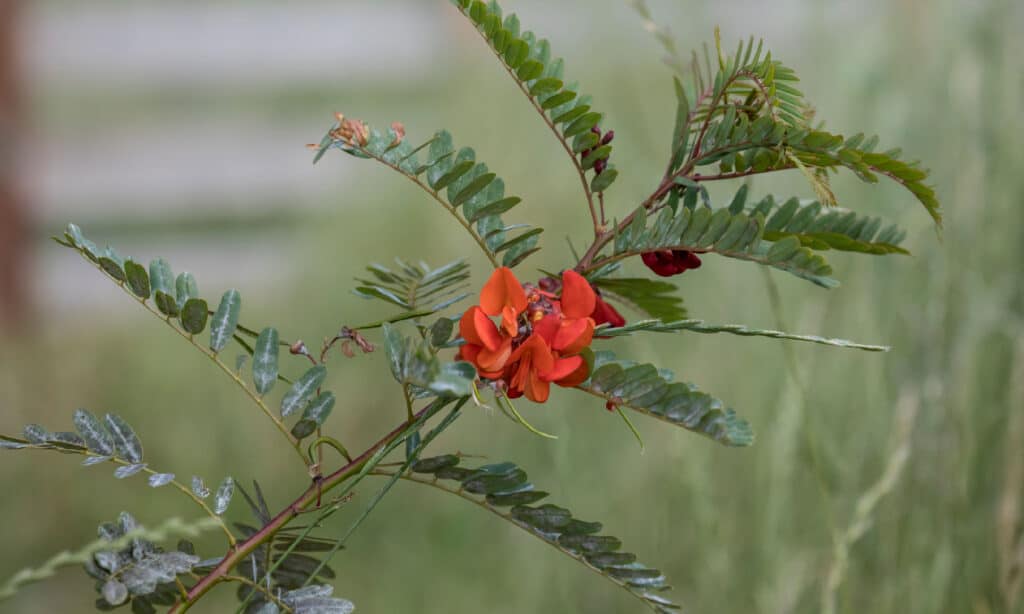 Glicine scarlatto (Sesbania punicea)