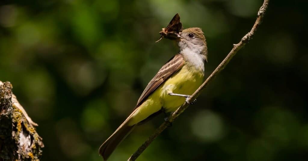 Il grande pigliamosche crestato (Myiarchus crinitus) maschio si è appollaiato vicino al nido.
