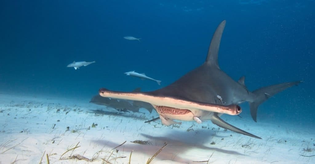 Squalo più grande: Great Hammerhead