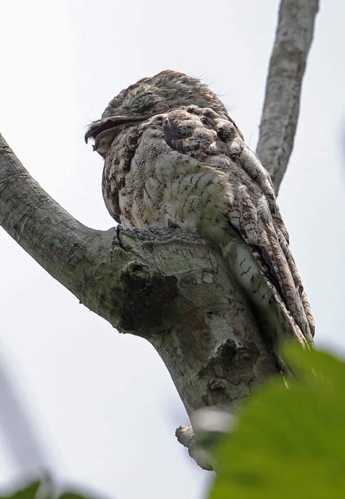 Grande Potoo di profilo che dorme su un ramo durante il giorno