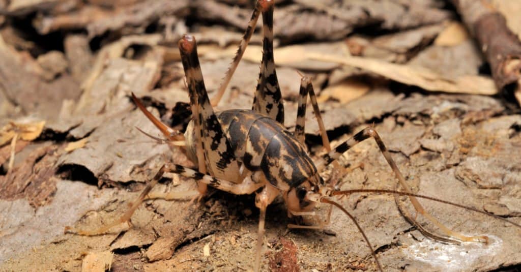 Camel Cricket su alcune foglie.