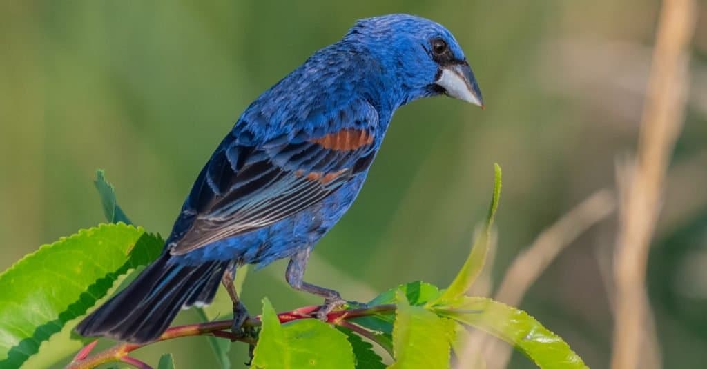 Grosbeak blu (Passerina caerulea) appollaiato su un ramo di albero frondoso.