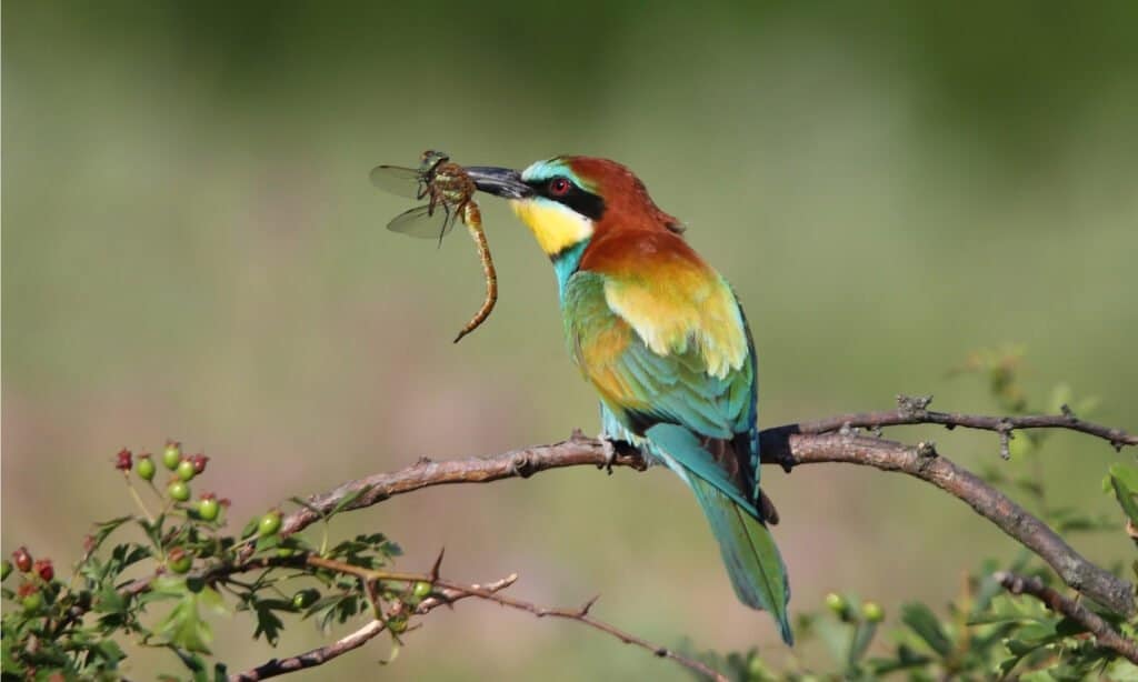 Gruccione europeo (Merops apiaster) seduto con un insetto.  I gruccioni europei sono uccelli dai colori molto vivaci.  La loro colorazione contiene quasi tutti i colori dell'arcobaleno, in qualche modo tenui.