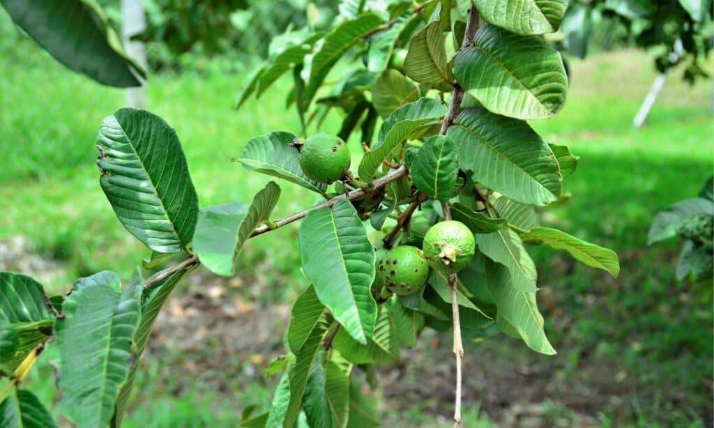 albero di gauva con frutta