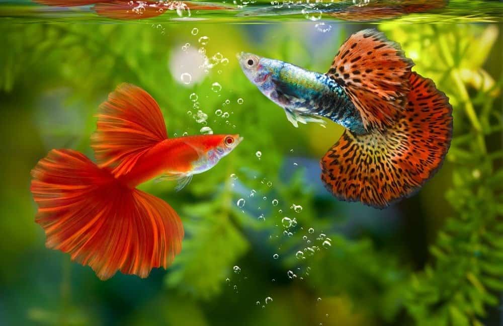Multi colore Guppy, Poecilia reticulata, sullo sfondo della natura