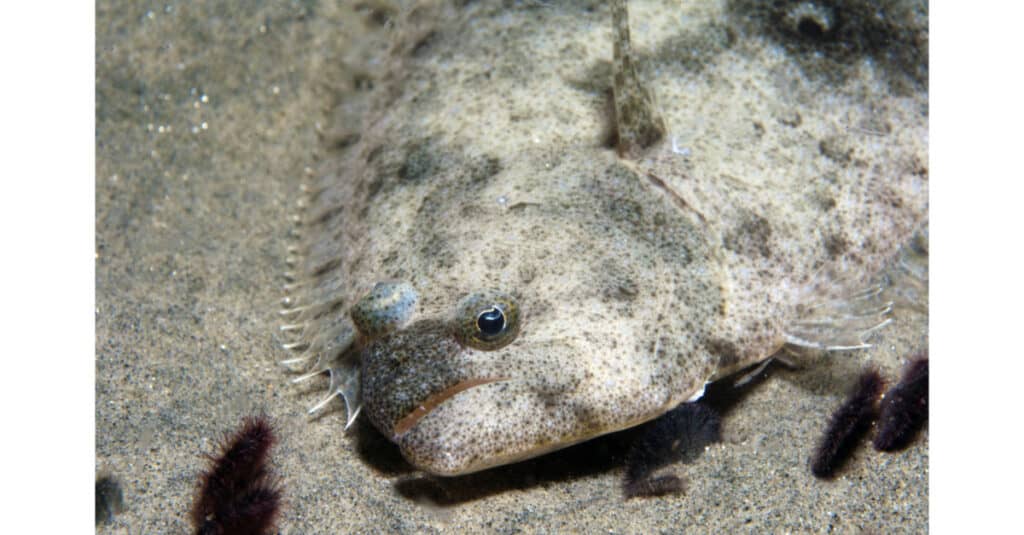L'ippoglosso sul fondo sabbioso dell'oceano mostra il suo occhio rivolto a destra