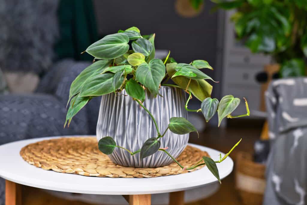 Edera filodendro