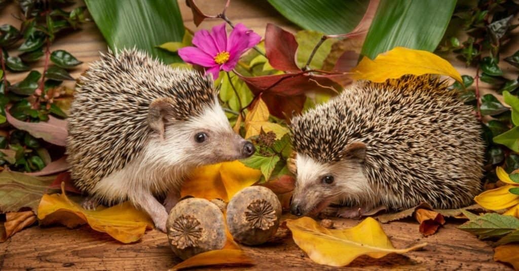 echidna contro riccio