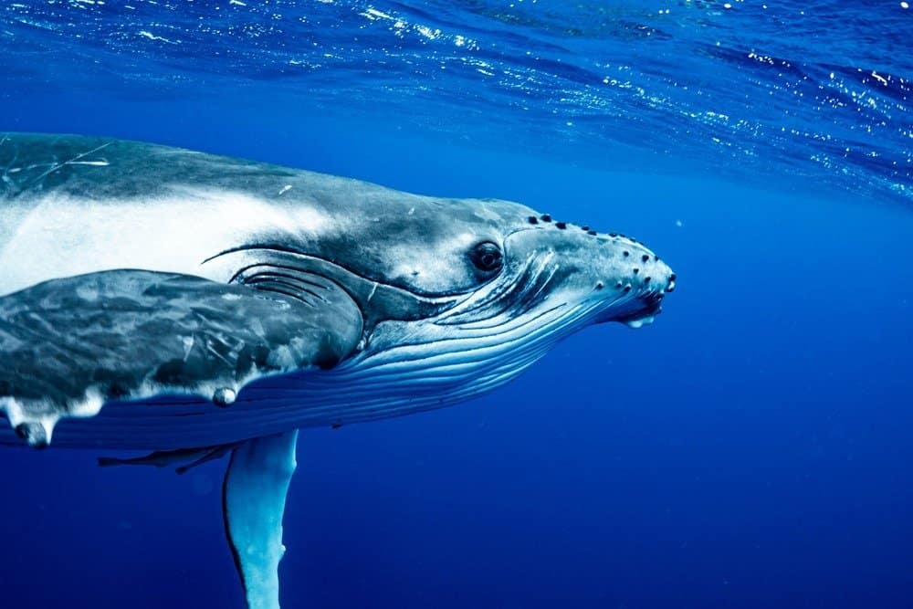 Humpback Whale primo piano sotto l'acqua