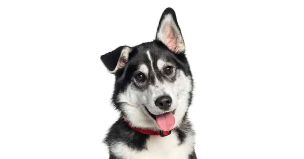 huskador adulto