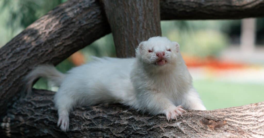 Un raro furetto d'angora albino giace su un albero in una giornata estiva.