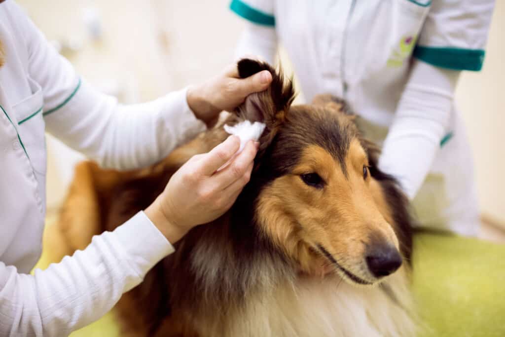 Un rough collie riceve un esame dell'orecchio in una clinica veterinaria
