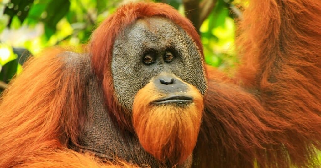 Animali barbuti