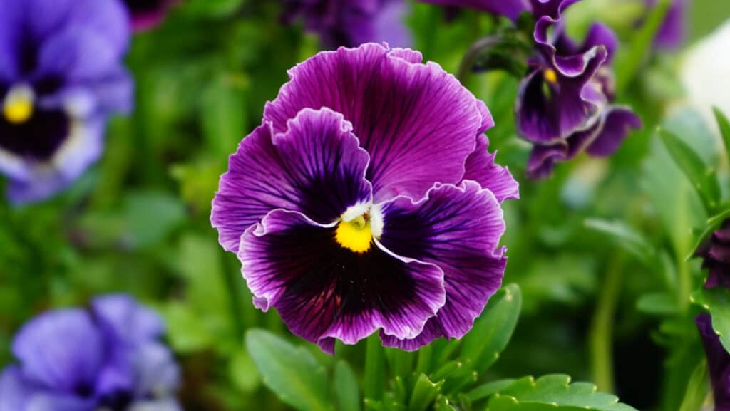 Fiori da piantare in ottobre