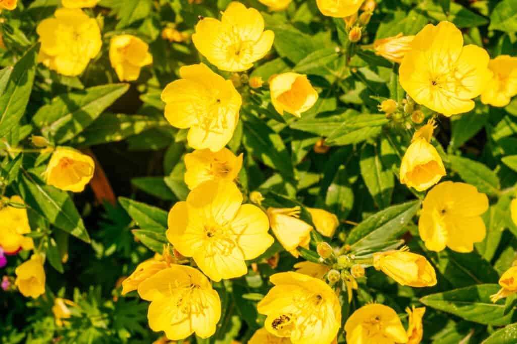 Fiori da piantare a dicembre