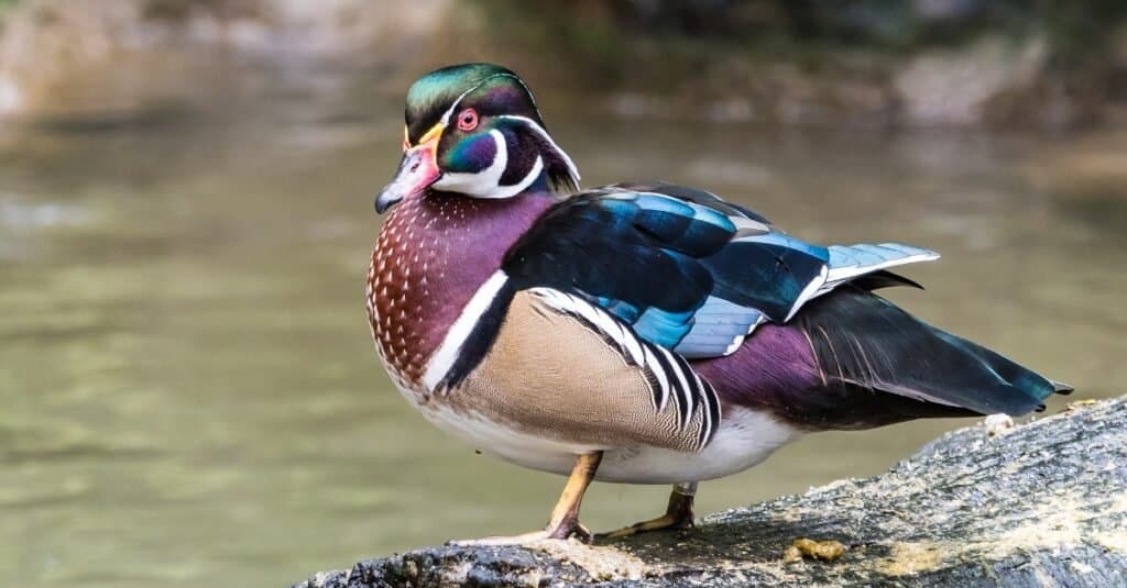 Animali che giocano all'anatra morta