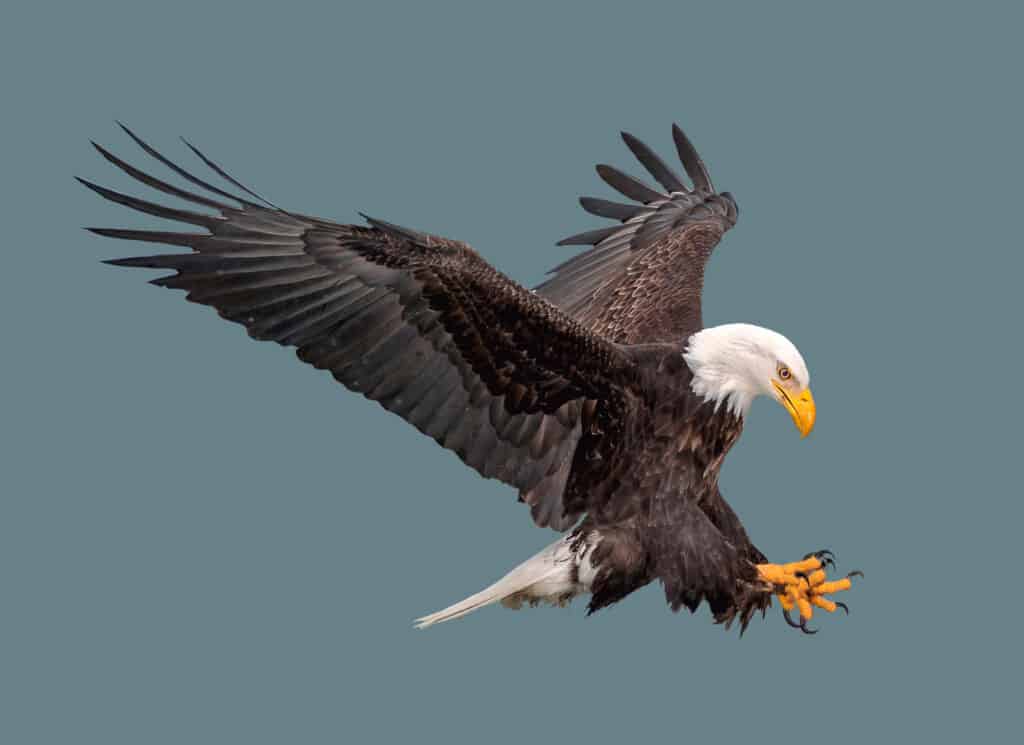 aquila calva