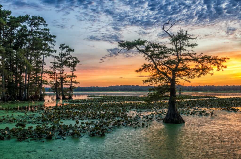 Un albero nell'acqua con il tramonto alle spalle