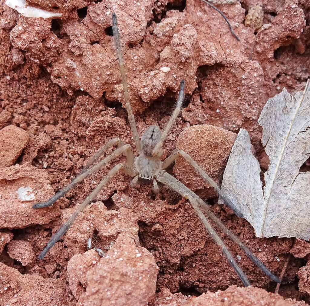 Ragno Granchio Gigante