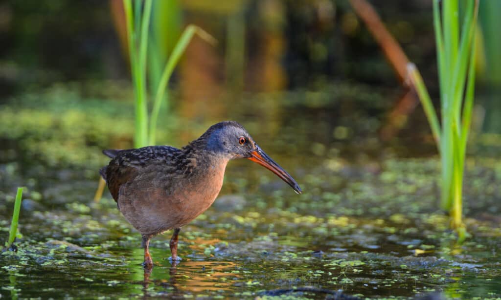 Uccello della Virginia Rail