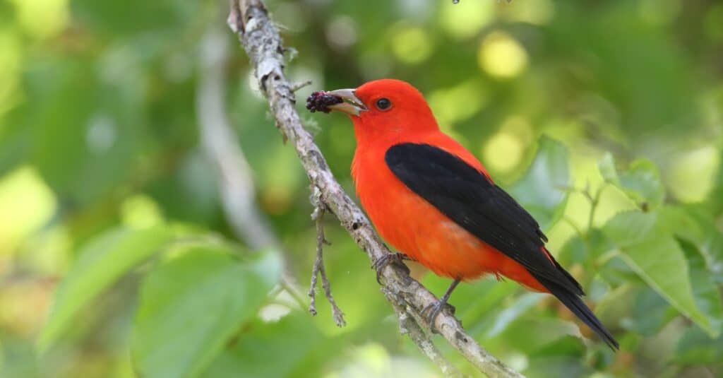 tanager scarlatto con bacche in bocca