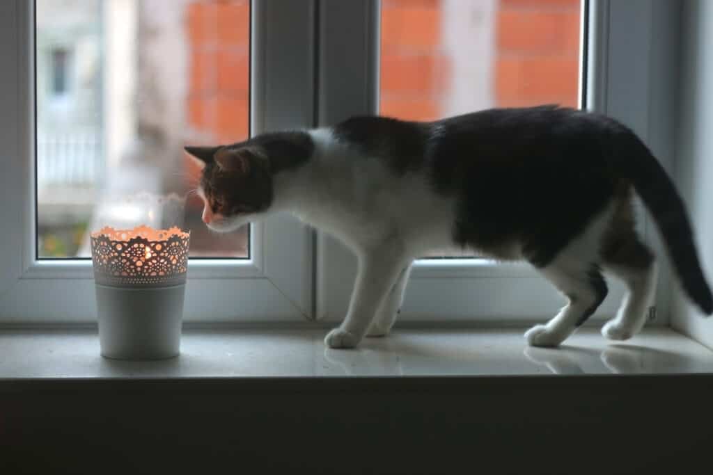 Gatto che guarda la candela