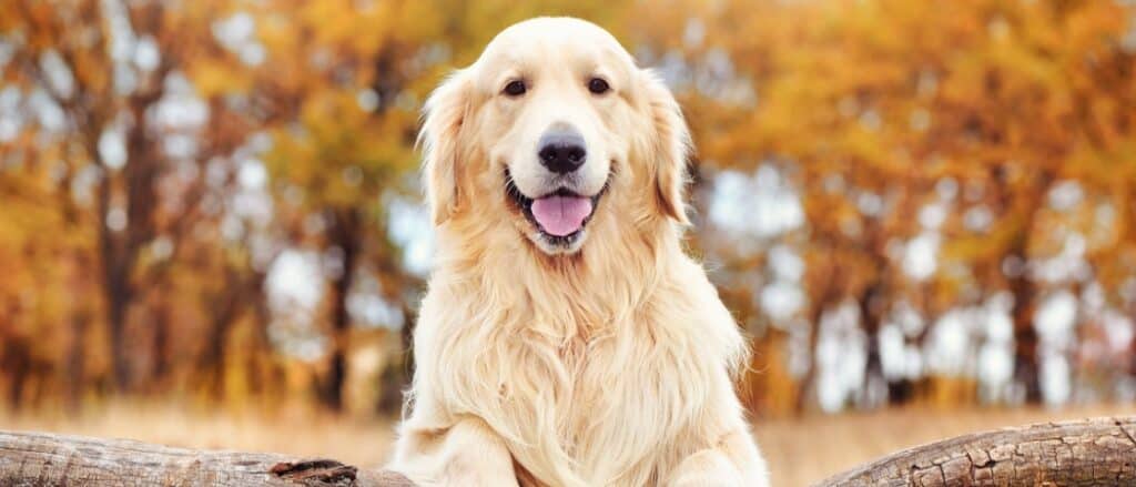 Golden retriever