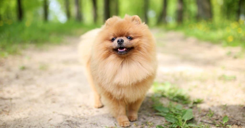 Quanto tempo vivono i Pomeraniani?