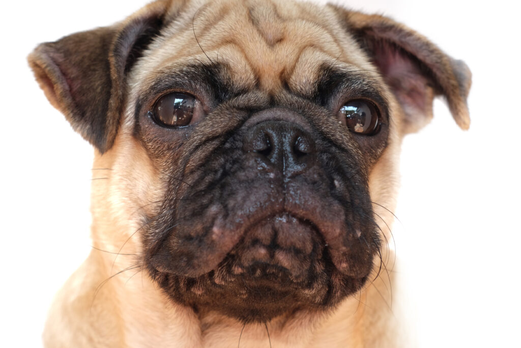 Acne o brufoli del cane
