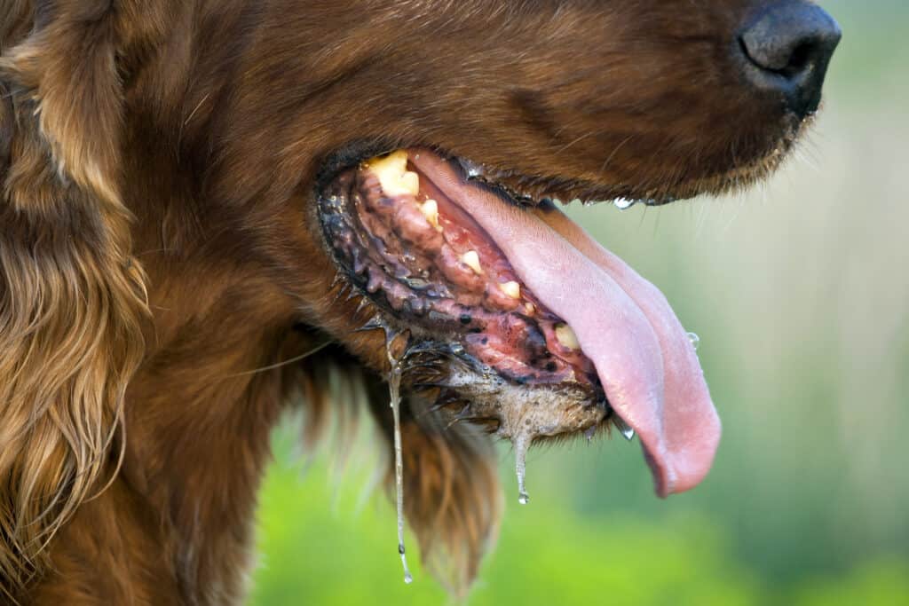 cane che sbava e ansimante