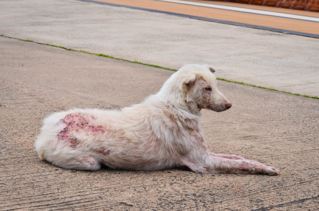 Un cane affetto da scabbia