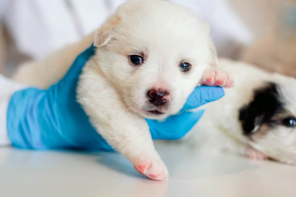 cucciolo malato