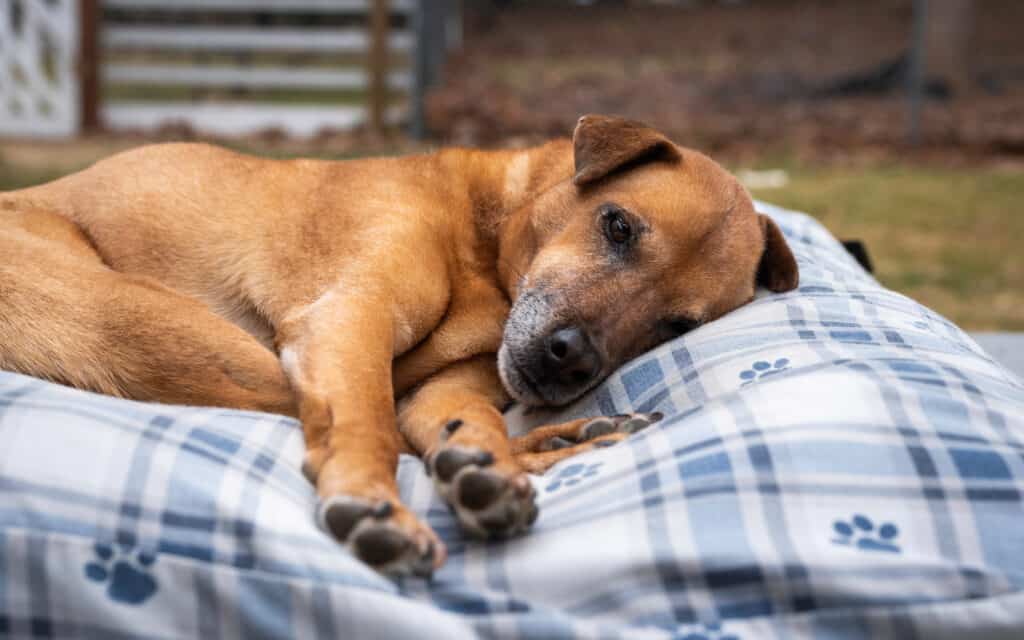 vecchio cane che dorme