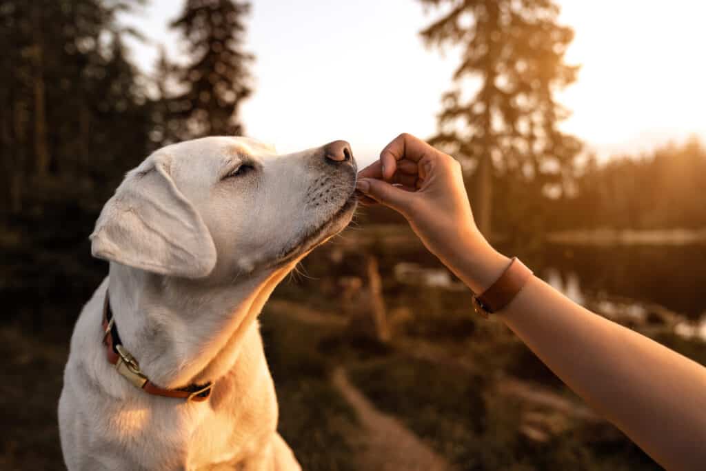 Cane da alimentazione manuale