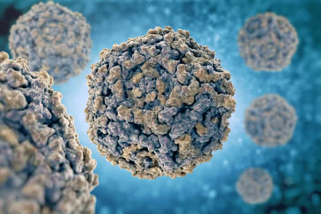 parvovirus