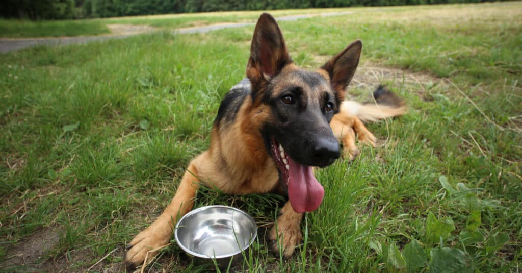 Grandi ciotole per cani