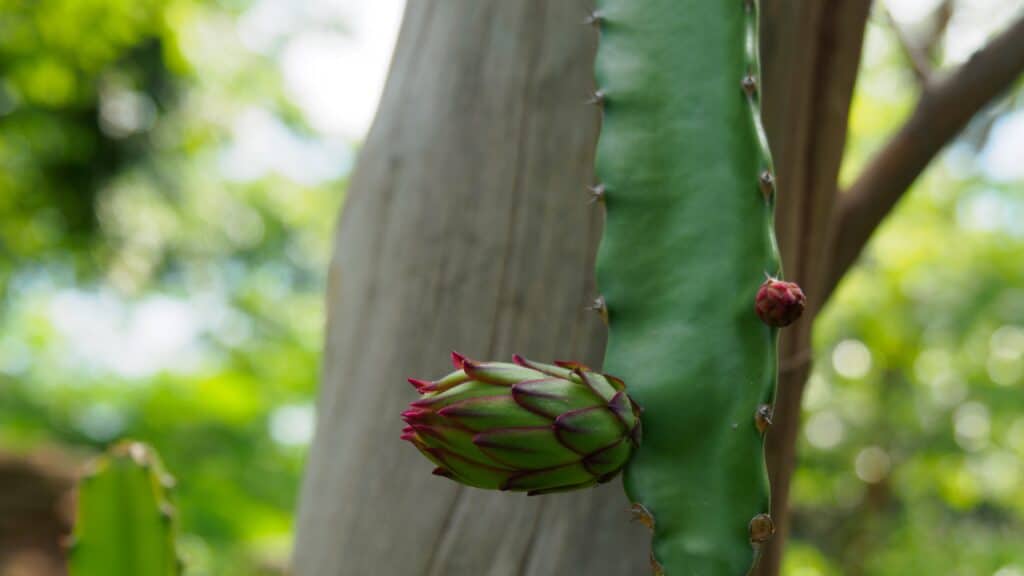 Il cactus regina di Honolulu
