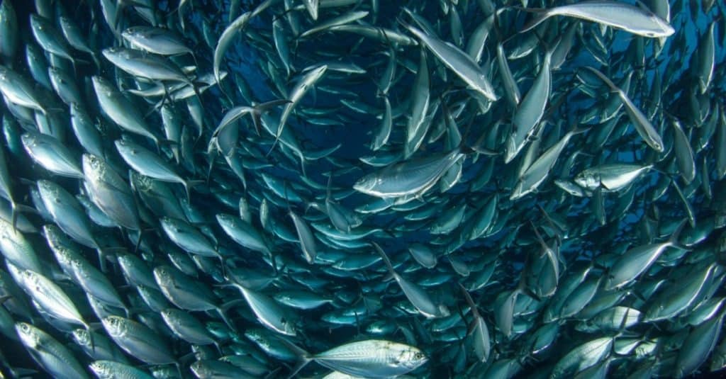 Tonno Skipjack vs Tonno Albacore