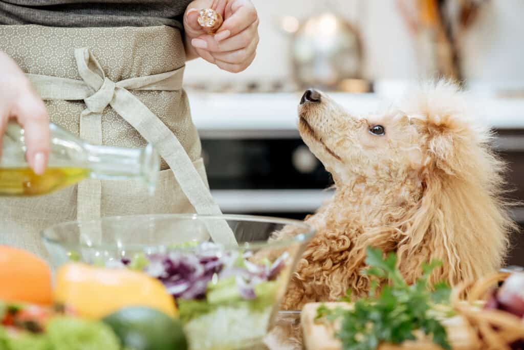 Cane che chiede l'elemosina