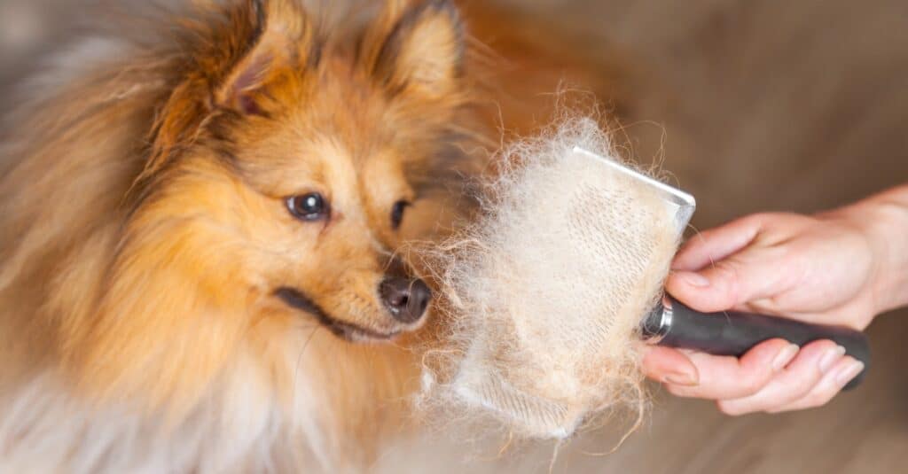 capelli vs pelliccia