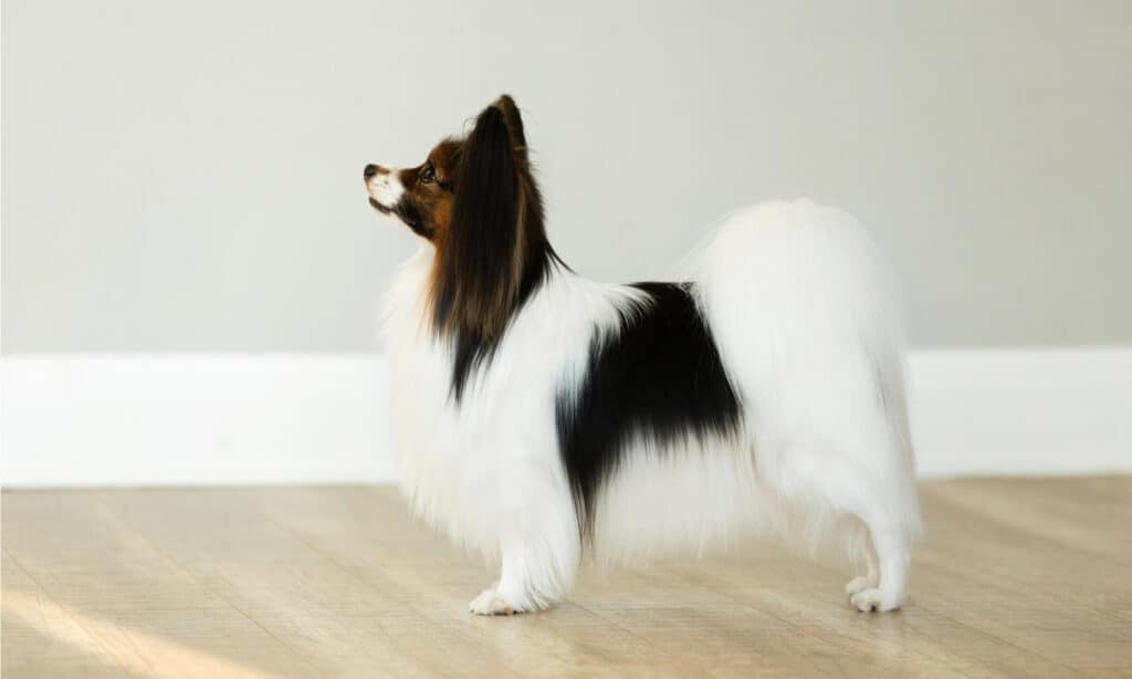 Il cane sta fissando il muro