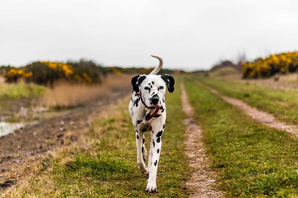 Dalmata (Canis familiaris) - Dalmata in una passeggiata