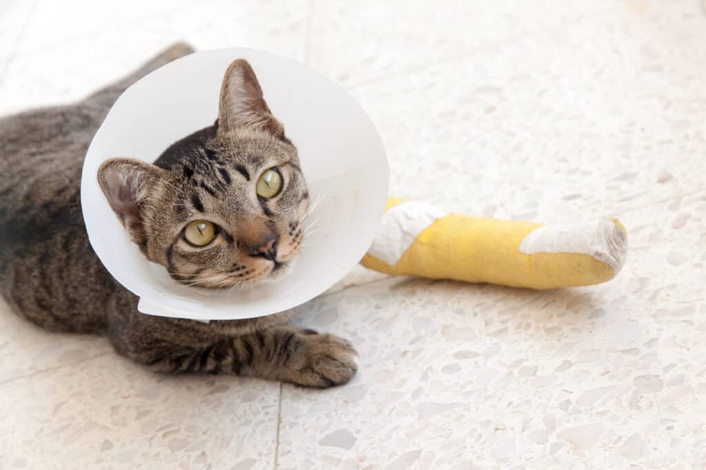 Gatto a strisce con custodia sul piede anteriore con cono di plastica intorno alla testa