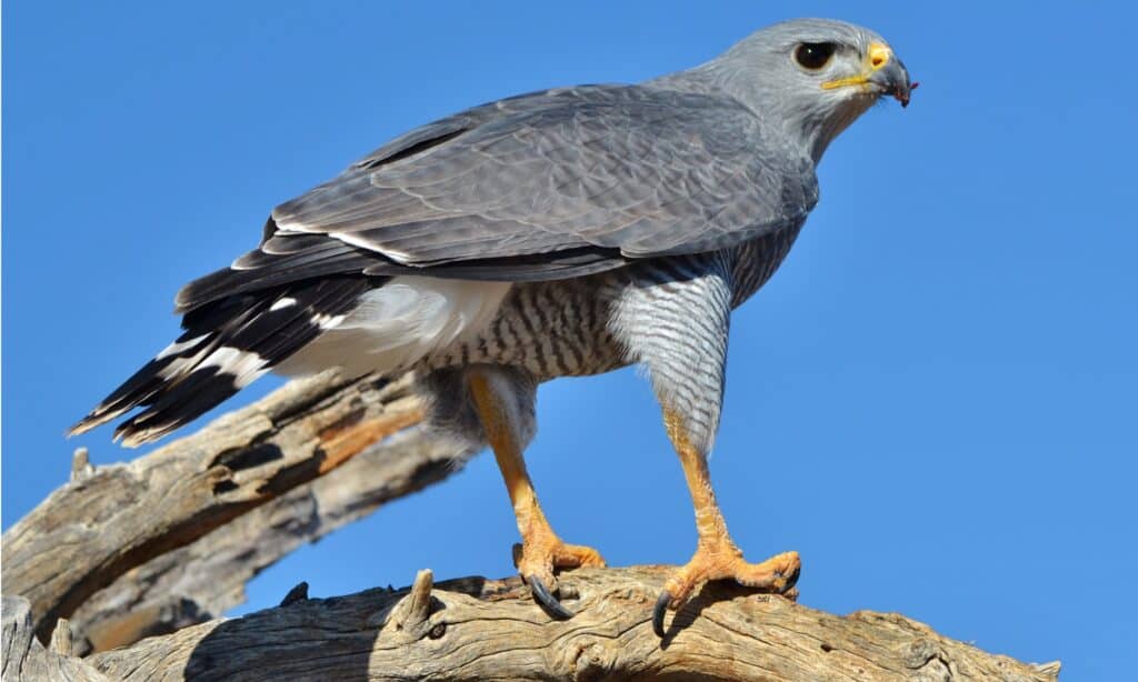 falco grigio o falco grigio