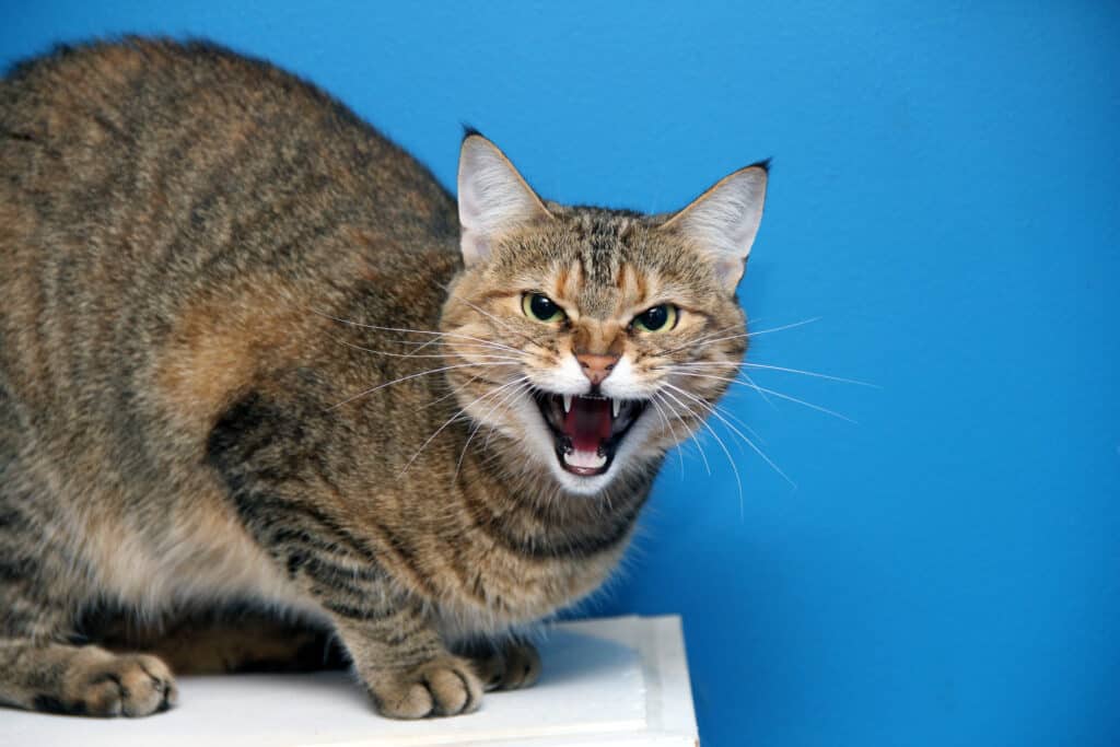 gatto arrabbiato